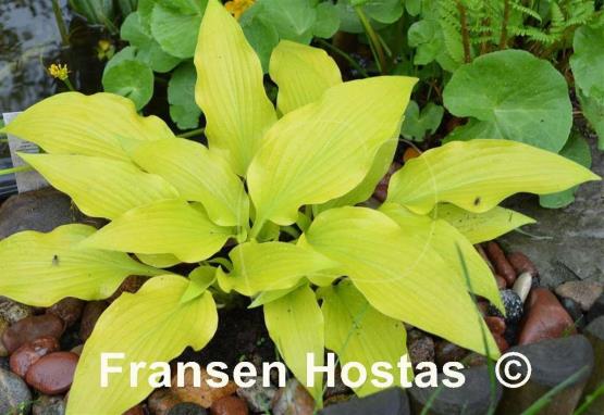 Hosta Golden Oriole